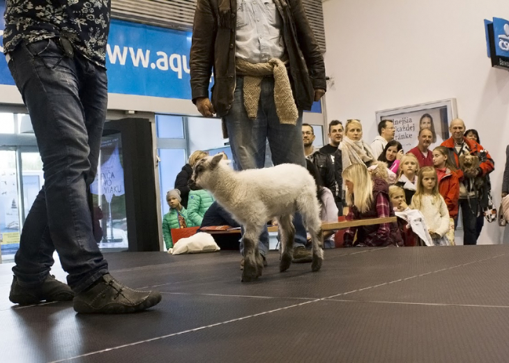Festival zvierat 2016 v nákupnom centre OC MAX Trnava - fotografia č. 1